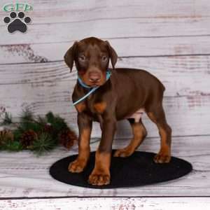 Jackson, Doberman Pinscher Puppy